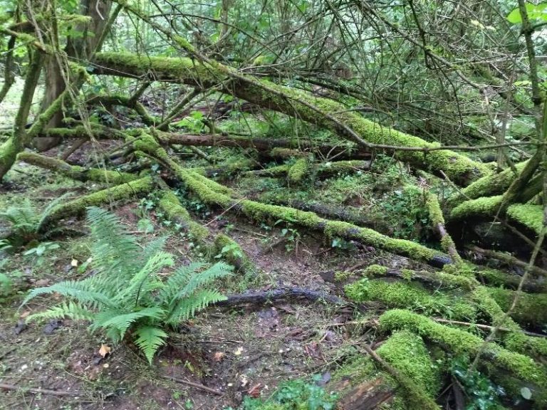 csvRivista_Valleoscura